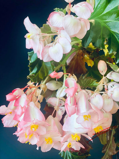 Begonia 'Irene Nuss' is a striking cane-type begonia cultivar known for its upright growth, large bronze-green leaves, and abundant clusters of pale pink, pendulous flowers. It was introduced in 1971 by Irene Nuss, a renowned hybridizer who significantly contributed to the development of the 'superba' cane group of begonias. This cultivar has earned the Royal Horticultural Society's Award of Garden Merit, recognizing its exceptional performance in gardens.