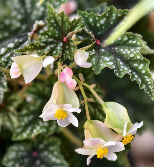 Begonia 'Izumo no Kiraboshi' is a hybrid begonia cultivar from Japan, characterized by dark green leaves dotted with white spots. The leaves are small and pointed, with slightly serrated, cut-like edges, and their undersides show a vibrant purple-red hue.