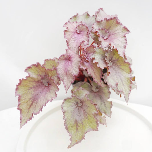 Begonia ‘Jelly Bean’ is a striking foliage begonia prized for its soft silver-pink coloration. The leaf center and margins are flushed with gentle pink tones, while the mid-section is overlaid with a luminous silvery sheen, creating a smooth, candy-like gradient. Delicate, radiating veins subtly emerge through the silver surface, giving the leaves depth and an elegant, almost pearlescent appearance.