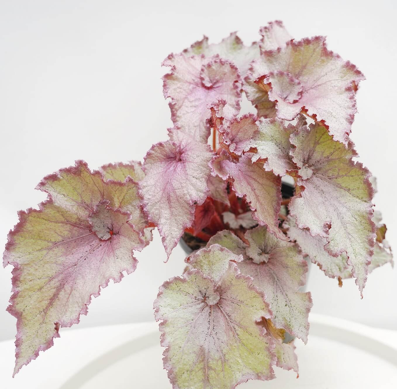 Begonia ‘Jelly Bean’ is a striking foliage begonia prized for its soft silver-pink coloration. The leaf center and margins are flushed with gentle pink tones, while the mid-section is overlaid with a luminous silvery sheen, creating a smooth, candy-like gradient. Delicate, radiating veins subtly emerge through the silver surface, giving the leaves depth and an elegant, almost pearlescent appearance.