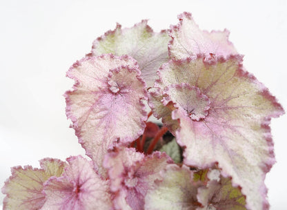 Begonia ‘Jelly Bean’ is a striking foliage begonia prized for its soft silver-pink coloration. The leaf center and margins are flushed with gentle pink tones, while the mid-section is overlaid with a luminous silvery sheen, creating a smooth, candy-like gradient. Delicate, radiating veins subtly emerge through the silver surface, giving the leaves depth and an elegant, almost pearlescent appearance.