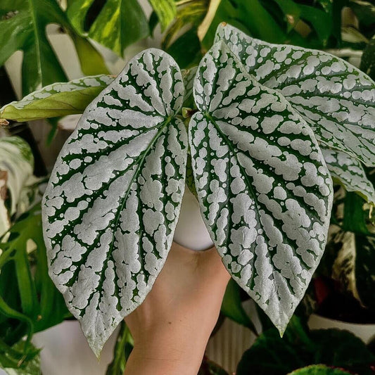 Begonia Juanita Jewel is a captivating hybrid begonia with deep green leaves beautifully marked by striking silver spots and patches, reminiscent of delicate snowflakes. Reaching a mature height of around 30–60 cm, it is an ideal choice for adding beauty to compact indoor spaces.