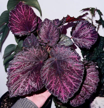Begonia ‘Knowing’ features striking foliage with a dramatic dark palette. The leaves display a deep burgundy wine-red color overall, while the center is even darker—nearly black—creating a bold focal point. Toward the edges, the leaf transitions again into a black, velvety rim, giving it a defined and almost shadowed outline.