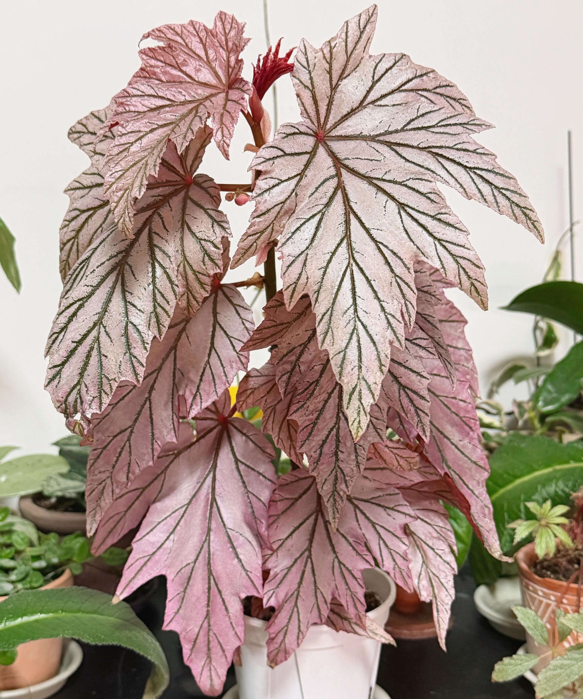 Begonia ‘Lamoon’ is a distinctive cane-type hybrid selected from a cross of Begonia aconitifolia × Begonia U062 and is recognized for its unusual foliage coloration. The leaves can display shimmering silver, soft rose-pink, and burgundy tones, with color intensity varying according to light, temperature, and growing conditions. Its upright, cane-like growth habit and luminous foliage make it an appealing choice for collectors of unusual begonias.