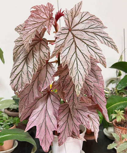 Begonia ‘Lamoon’ is a distinctive cane-type hybrid selected from a cross of Begonia aconitifolia × Begonia U062 and is recognized for its unusual foliage coloration. The leaves can display shimmering silver, soft rose-pink, and burgundy tones, with color intensity varying according to light, temperature, and growing conditions. Its upright, cane-like growth habit and luminous foliage make it an appealing choice for collectors of unusual begonias.