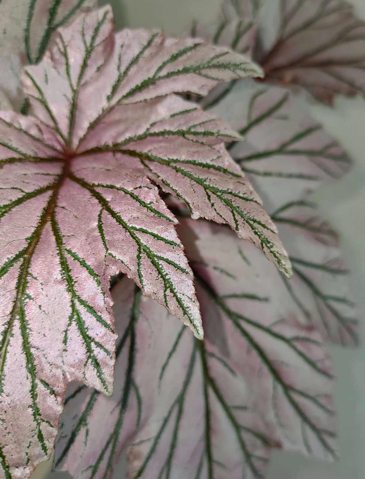 Begonia ‘Lamoon’ is a distinctive cane-type hybrid selected from a cross of Begonia aconitifolia × Begonia U062 and is recognized for its unusual foliage coloration. The leaves can display shimmering silver, soft rose-pink, and burgundy tones, with color intensity varying according to light, temperature, and growing conditions. Its upright, cane-like growth habit and luminous foliage make it an appealing choice for collectors of unusual begonias.