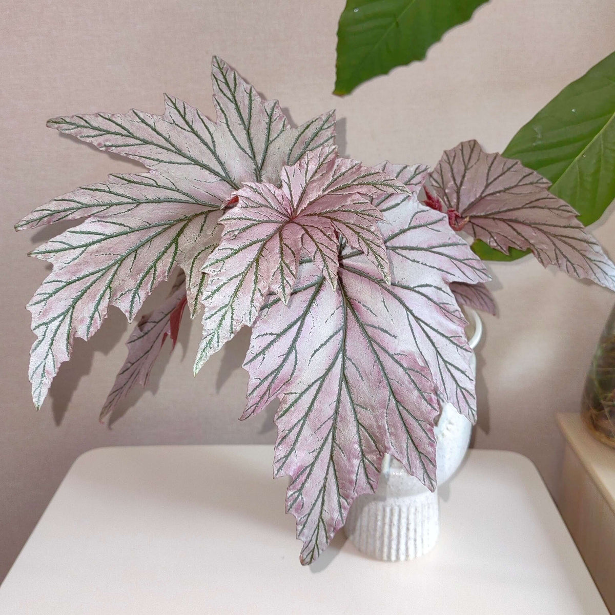 Begonia ‘Lamoon’ is a distinctive cane-type hybrid selected from a cross of Begonia aconitifolia × Begonia U062 and is recognized for its unusual foliage coloration. The leaves can display shimmering silver, soft rose-pink, and burgundy tones, with color intensity varying according to light, temperature, and growing conditions. Its upright, cane-like growth habit and luminous foliage make it an appealing choice for collectors of unusual begonias.
