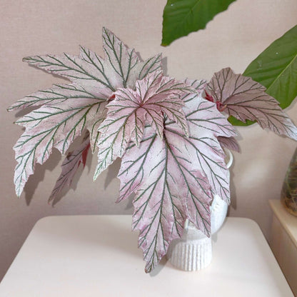 Begonia ‘Lamoon’ is a distinctive cane-type hybrid selected from a cross of Begonia aconitifolia × Begonia U062 and is recognized for its unusual foliage coloration. The leaves can display shimmering silver, soft rose-pink, and burgundy tones, with color intensity varying according to light, temperature, and growing conditions. Its upright, cane-like growth habit and luminous foliage make it an appealing choice for collectors of unusual begonias.