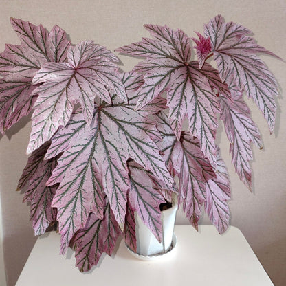 Begonia ‘Lamoon’ is a distinctive cane-type hybrid selected from a cross of Begonia aconitifolia × Begonia U062 and is recognized for its unusual foliage coloration. The leaves can display shimmering silver, soft rose-pink, and burgundy tones, with color intensity varying according to light, temperature, and growing conditions. Its upright, cane-like growth habit and luminous foliage make it an appealing choice for collectors of unusual begonias.