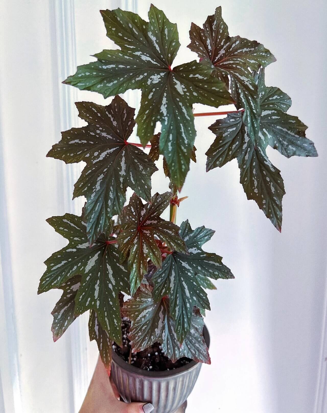 Begonia 'Lana' is a stunning angel-wing begonia loved for its striking foliage and vibrant flowers. Known for its large, deep green leaves adorned with silver spots, it creates a unique contrast with its bright pink blooms that appear during the winter months. This begonia is perfect for adding a touch of elegance and color to any space, whether it’s in a bright room or a well-lit garden.
