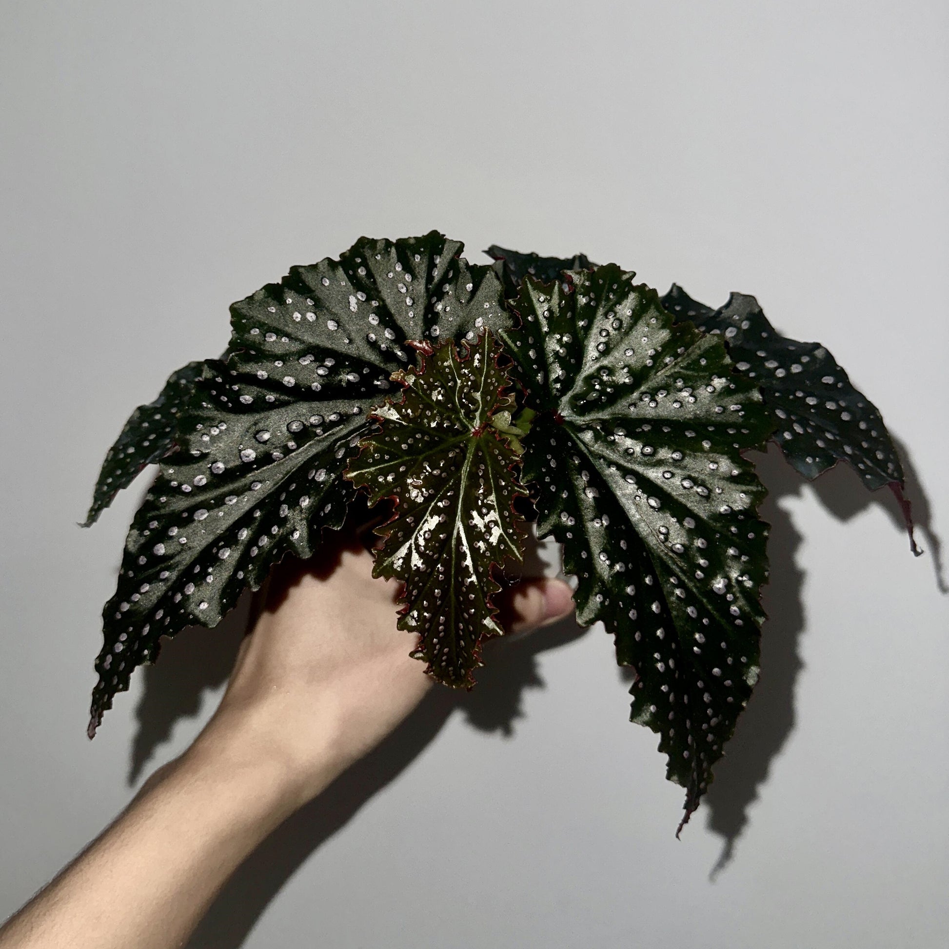 Begonia 'Little Miss Mummey' is a striking hybrid begonia known for its elegant angel-wing shaped leaves, featuring a stunning combination of glossy black edges, white spots, and rich burgundy undersides. The foliage creates a dramatic, eye-catching effect in any room. In late spring through summer, this begonia produces delicate white flowers that add a soft touch to its bold appearance.