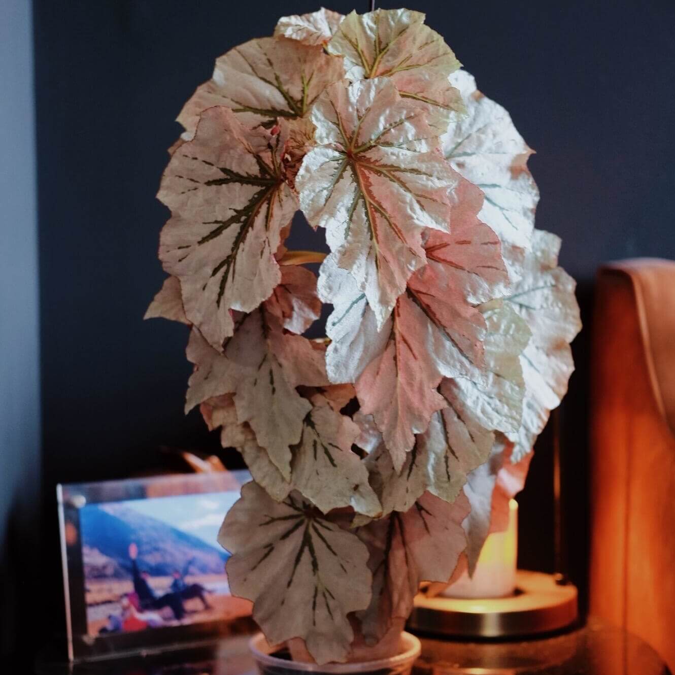 Begonia ‘Looking Glass’ is a striking cane hybrid featuring large, glossy silver leaves with olive-green veins and red undersides. Upright and fast-growing, it reaches about 1–2 ft in height and width, and is accented by charming clusters of pink flowers in spring and summer.