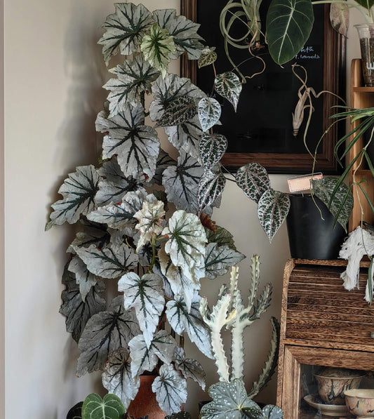 Begonia ‘Looking Glass’ is a striking cane hybrid featuring large, glossy silver leaves with olive-green veins and red undersides. Upright and fast-growing, it reaches about 1–2 ft in height and width, and is accented by charming clusters of pink flowers in spring and summer.
