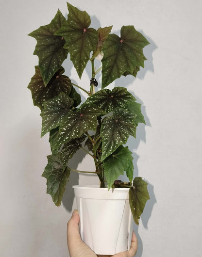 Begonia 'Lubbergei' is a charming hybrid begonia resulting from the cross between Begonia lubbersii and Begonia dregei. This cultivar is celebrated for its elegant foliage and manageable care requirements, making it a favorite among begonia enthusiasts.