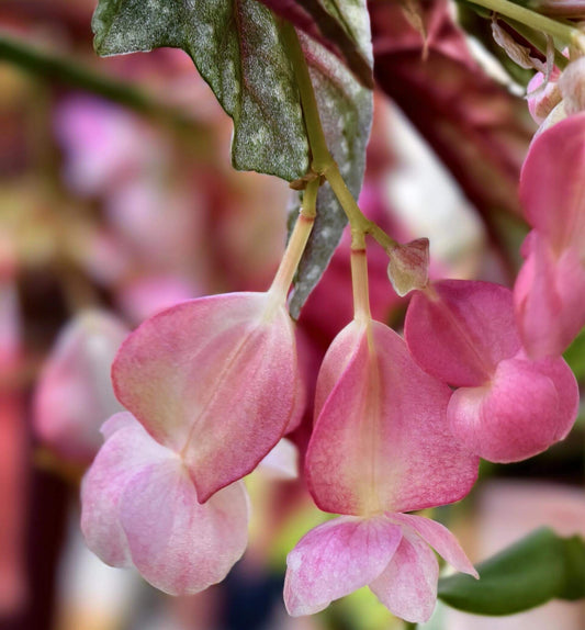 Begonia 'Lubbergei' is a charming hybrid begonia resulting from the cross between Begonia lubbersii and Begonia dregei. This cultivar is celebrated for its elegant foliage and manageable care requirements, making it a favorite among begonia enthusiasts.