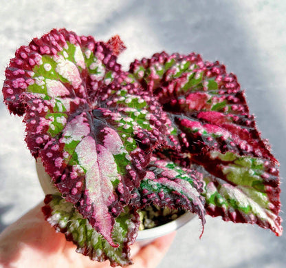 Begonia ‘M&M’s’ is a hybrid begonia with shimmering, heart-shaped leaves. The foliage is primarily green, sprinkled with playful pink speckles of varying sizes that look like candies. Rich brown tones accent the center and edges, creating striking contrast and depth. Under low light, the leaves reflect a subtle bluish glow, adding a magical touch to its appearance.