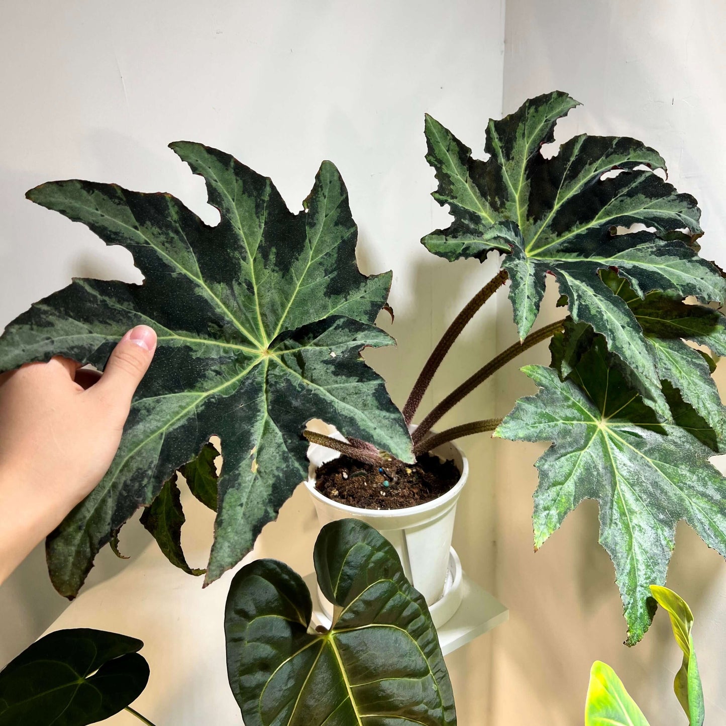 Begonia ‘Masakado’ is a hybrid begonia originating from Japan, bearing a strong resemblance to Begonia heracleifolia. It features large, green, palmately lobed leaves, but is distinguished by broader silver-green variegation along the veins, covering a greater area compared to that of Begonia heracleifolia.