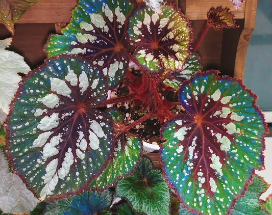 Begonia 'Matcha Chocolate' is a striking ornamental plant admired for its dramatic foliage. Its broad, heart-shaped leaves display a fresh green base, delicately adorned with shimmering silver speckles and intricate silver patterns. Deep chocolate-red veins run through the center, with the same rich hue framing both the leaf’s edges and central axis. This layered contrast of green, silver, and chocolate-red creates a decadent, dessert-like appearance.