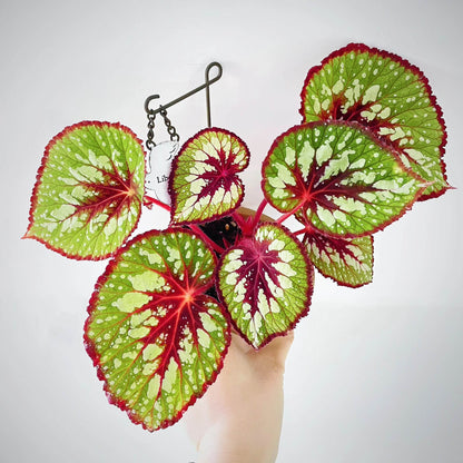 Begonia 'Matcha Chocolate' is a striking ornamental plant admired for its dramatic foliage. Its broad, heart-shaped leaves display a fresh green base, delicately adorned with shimmering silver speckles and intricate silver patterns. Deep chocolate-red veins run through the center, with the same rich hue framing both the leaf’s edges and central axis. This layered contrast of green, silver, and chocolate-red creates a decadent, dessert-like appearance.