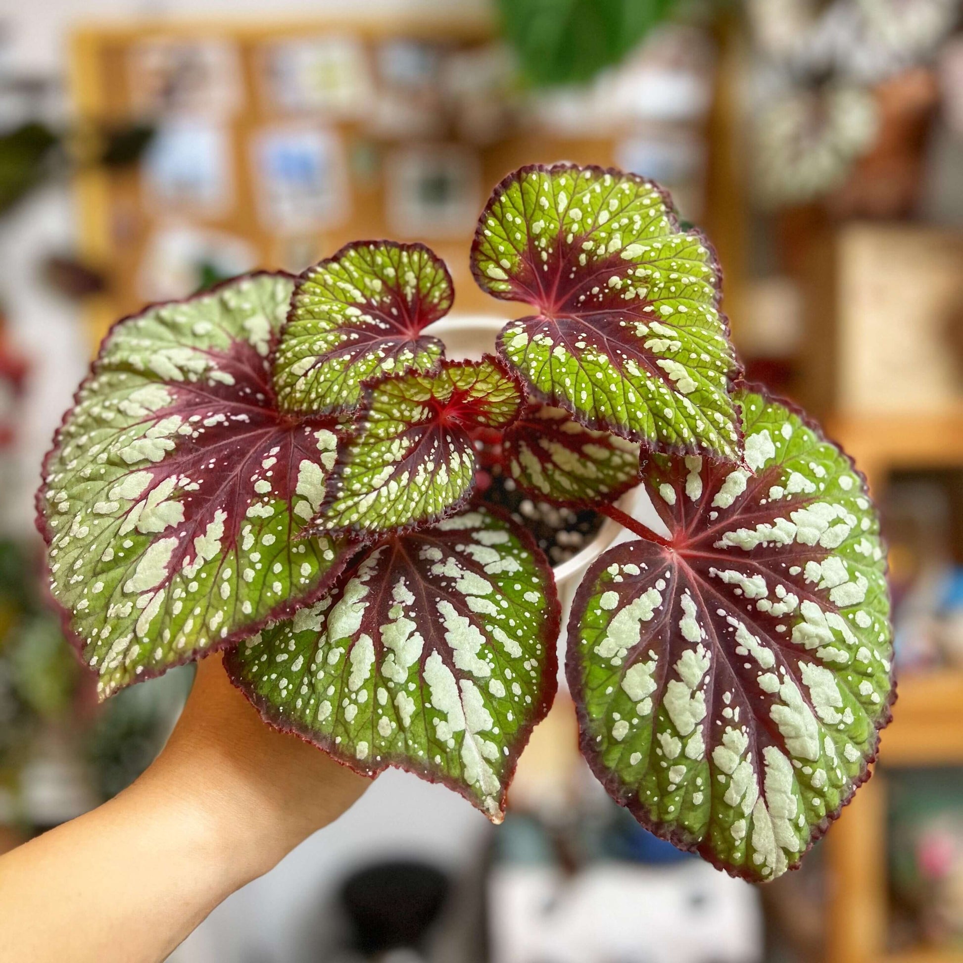 Begonia 'Matcha Chocolate' is a striking ornamental plant admired for its dramatic foliage. Its broad, heart-shaped leaves display a fresh green base, delicately adorned with shimmering silver speckles and intricate silver patterns. Deep chocolate-red veins run through the center, with the same rich hue framing both the leaf’s edges and central axis. This layered contrast of green, silver, and chocolate-red creates a decadent, dessert-like appearance.