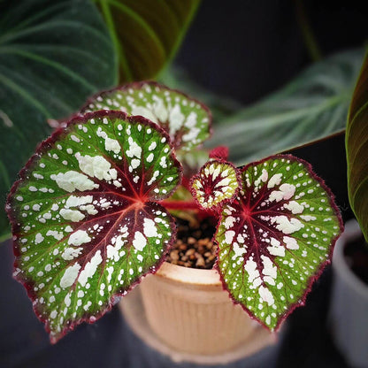Begonia 'Matcha Chocolate' is a striking ornamental plant admired for its dramatic foliage. Its broad, heart-shaped leaves display a fresh green base, delicately adorned with shimmering silver speckles and intricate silver patterns. Deep chocolate-red veins run through the center, with the same rich hue framing both the leaf’s edges and central axis. This layered contrast of green, silver, and chocolate-red creates a decadent, dessert-like appearance.