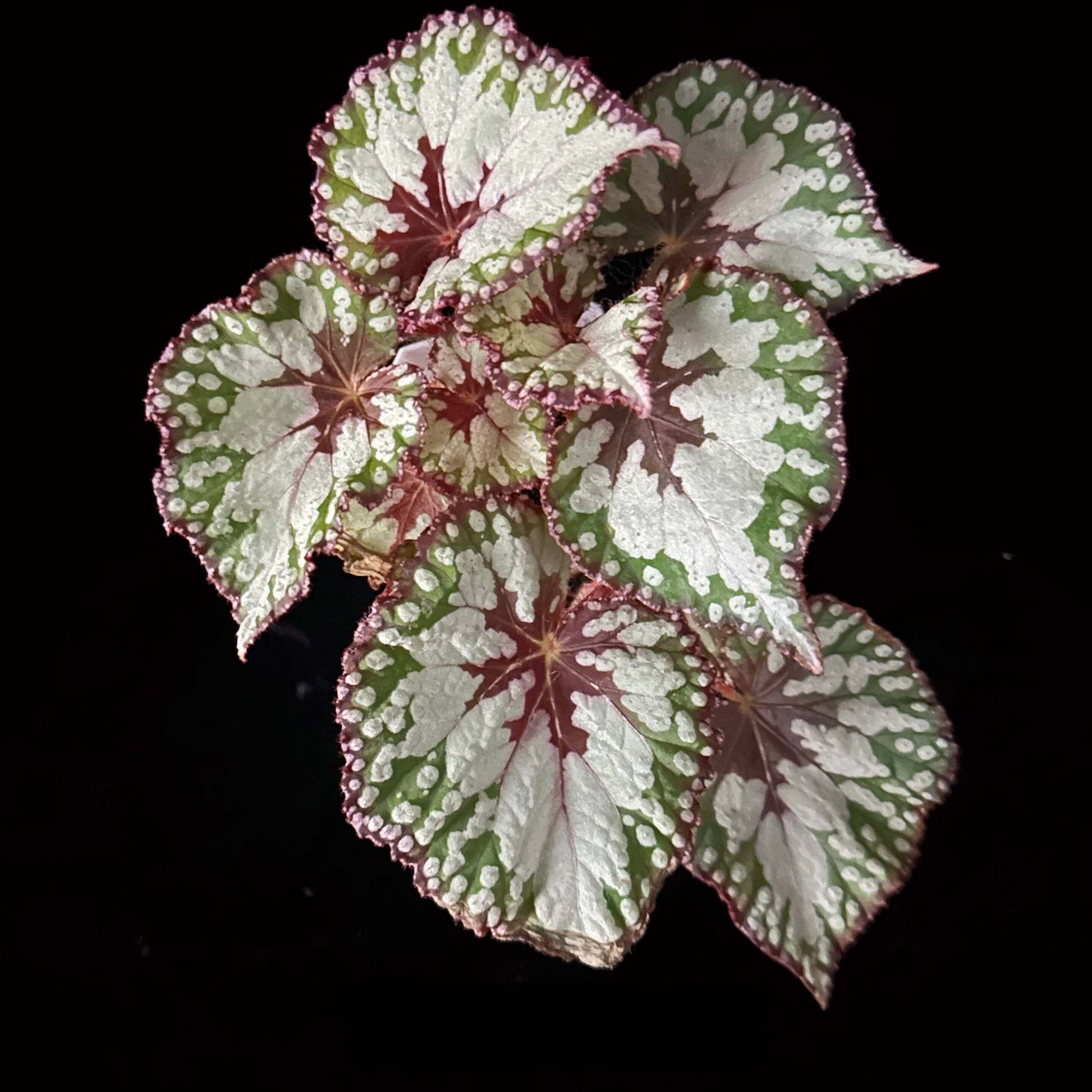 Begonia ‘Matcha Ice Cream’ is a striking foliage begonia named for its refreshing, dessert-like appearance. Its heart-shaped leaves are painted in silvery white and soft green patterns, reminiscent of swirls of matcha and cream. Deep red veins radiate from the center, adding contrast and depth, while the rich purplish-red edges accentuate its refined beauty.