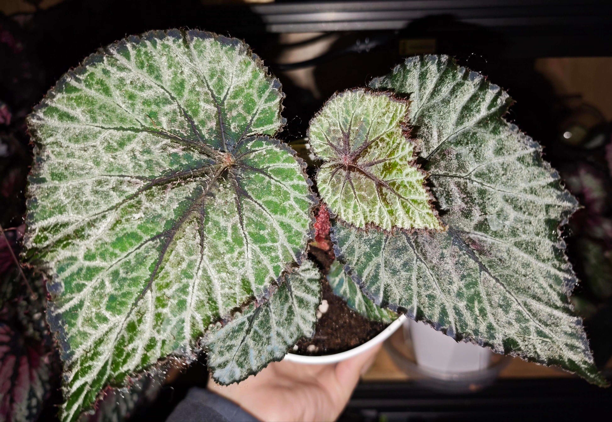 Begonia 'Miss Louisiana' is a striking rex begonia that features beautiful silver and olive-green patterned leaves with a unique red dot at the petiole attachment. This plant is a compact and low-maintenance variety that thrives in indoor spaces. Its distinctive foliage, coupled with its easy-care nature, makes it an excellent addition to any plant lover's collection.