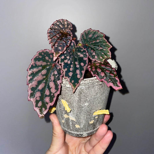 Begonia (Negroensis x Chlorosticta) is a striking hybrid Begonia that combines the unique traits of its parent plants. Its deep green leaves are adorned with vibrant pink spots, and the edges of the leaves are lined with a soft pink border, creating a beautiful contrast. This Begonia is a perfect addition to any indoor space, bringing both elegance and color with minimal maintenance required.