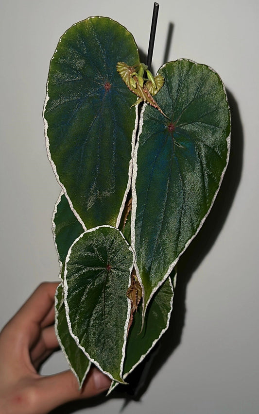 Begonia Nothobaramensis is a rare begonia from the upper Baram River in Borneo. With its unique leaf shape, silky texture, and sophisticated color palette, it shines among my begonia collection.