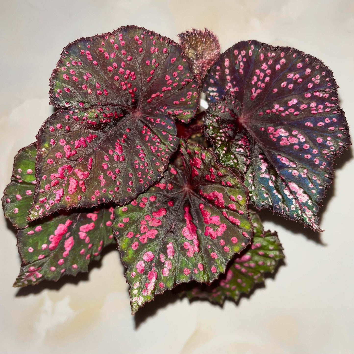 Begonia ‘Peppermint’ is prized for its vividly patterned foliage. The deep green leaves are speckled with white, pink, and rose-red spots, creating a lively, candy-like appearance. The veins, leaf center, and margins are suffused with a rich wine-red tone, adding depth and contrast. Under lower light conditions, the foliage may develop subtle bluish undertones.