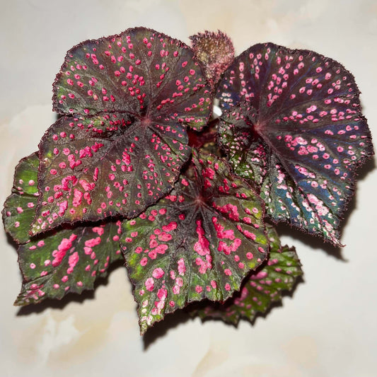 Begonia ‘Peppermint’ is prized for its vividly patterned foliage. The deep green leaves are speckled with white, pink, and rose-red spots, creating a lively, candy-like appearance. The veins, leaf center, and margins are suffused with a rich wine-red tone, adding depth and contrast. Under lower light conditions, the foliage may develop subtle bluish undertones.