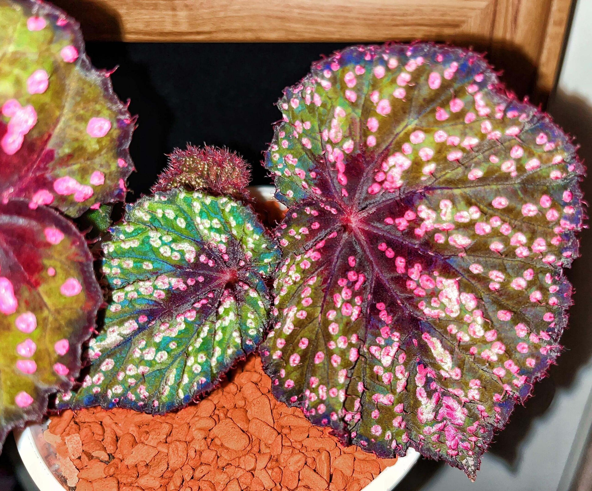 Begonia ‘Peppermint’ is prized for its vividly patterned foliage. The deep green leaves are speckled with white, pink, and rose-red spots, creating a lively, candy-like appearance. The veins, leaf center, and margins are suffused with a rich wine-red tone, adding depth and contrast. Under lower light conditions, the foliage may develop subtle bluish undertones.