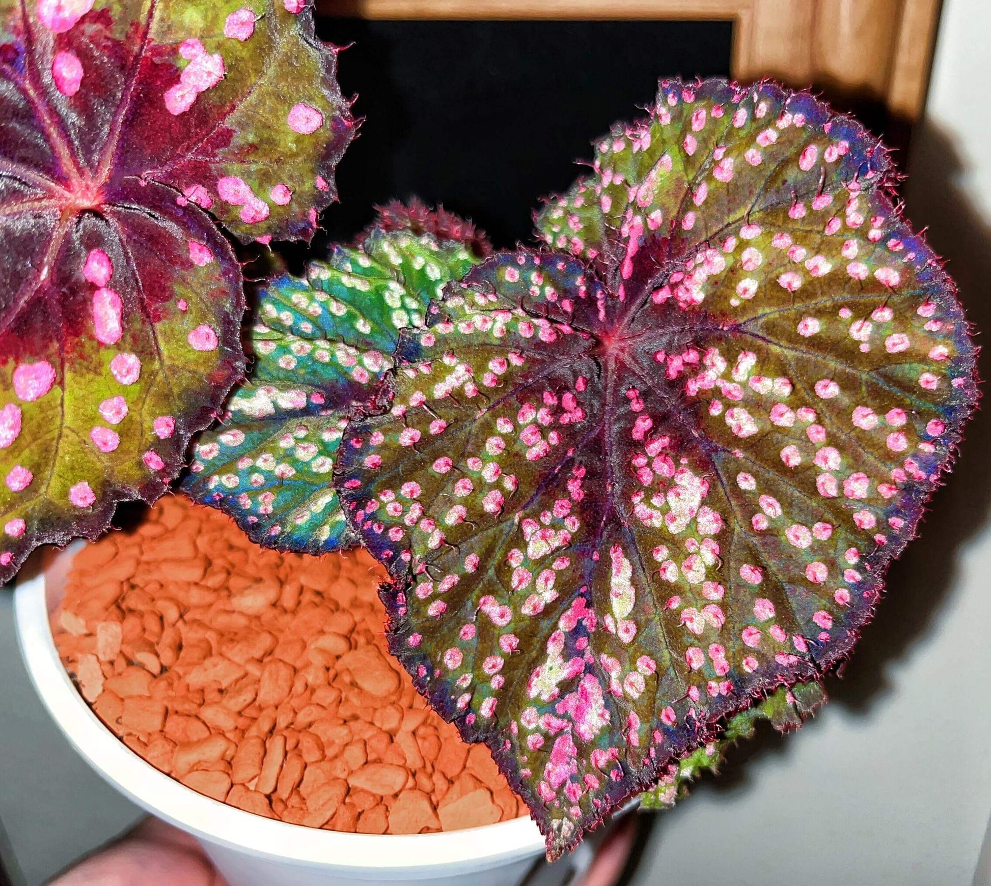 Begonia ‘Peppermint’ is prized for its vividly patterned foliage. The deep green leaves are speckled with white, pink, and rose-red spots, creating a lively, candy-like appearance. The veins, leaf center, and margins are suffused with a rich wine-red tone, adding depth and contrast. Under lower light conditions, the foliage may develop subtle bluish undertones.
