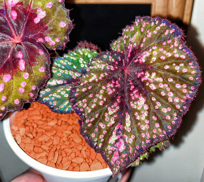 Begonia ‘Peppermint’ is prized for its vividly patterned foliage. The deep green leaves are speckled with white, pink, and rose-red spots, creating a lively, candy-like appearance. The veins, leaf center, and margins are suffused with a rich wine-red tone, adding depth and contrast. Under lower light conditions, the foliage may develop subtle bluish undertones.