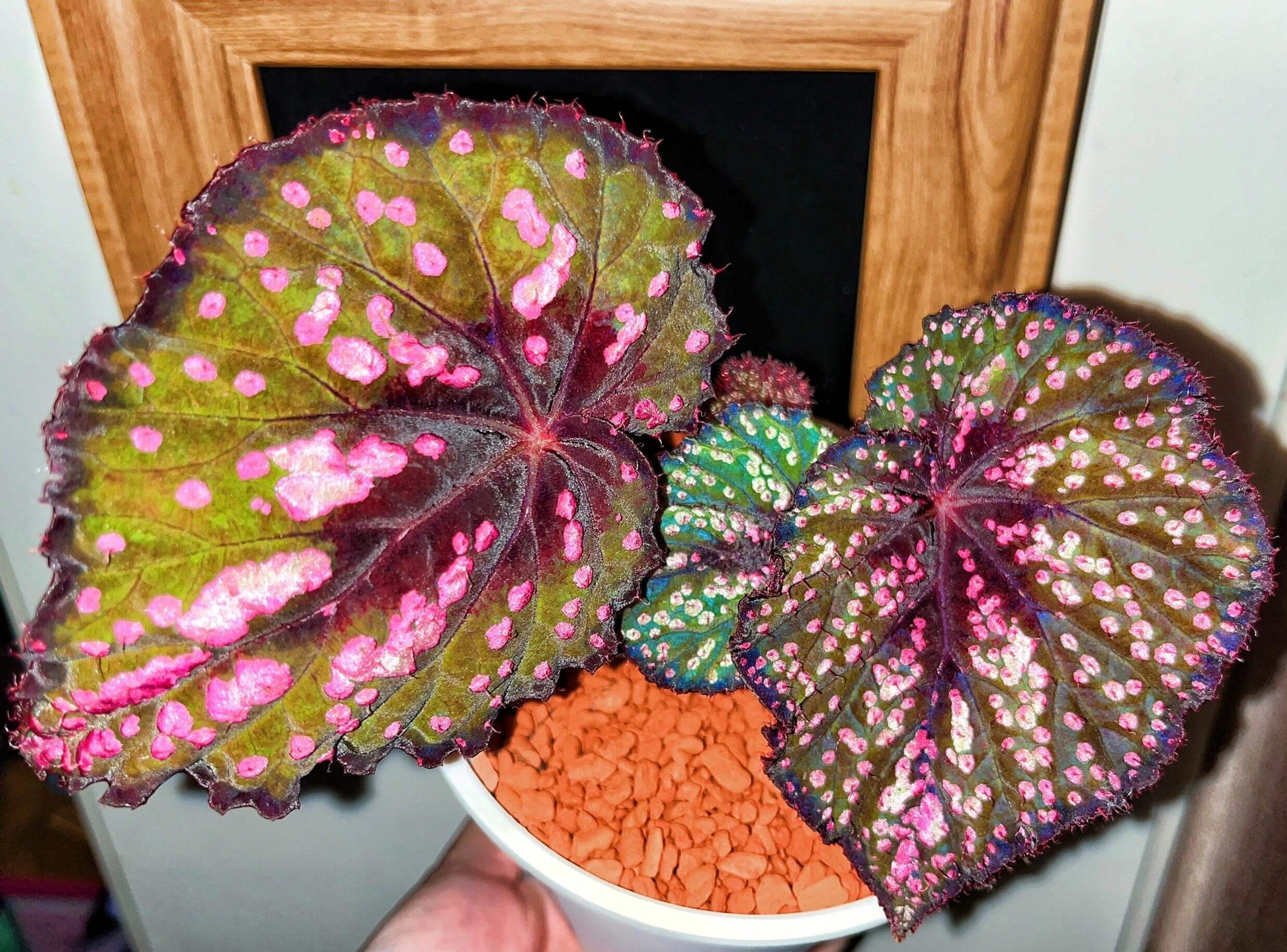 Begonia ‘Peppermint’ is prized for its vividly patterned foliage. The deep green leaves are speckled with white, pink, and rose-red spots, creating a lively, candy-like appearance. The veins, leaf center, and margins are suffused with a rich wine-red tone, adding depth and contrast. Under lower light conditions, the foliage may develop subtle bluish undertones.