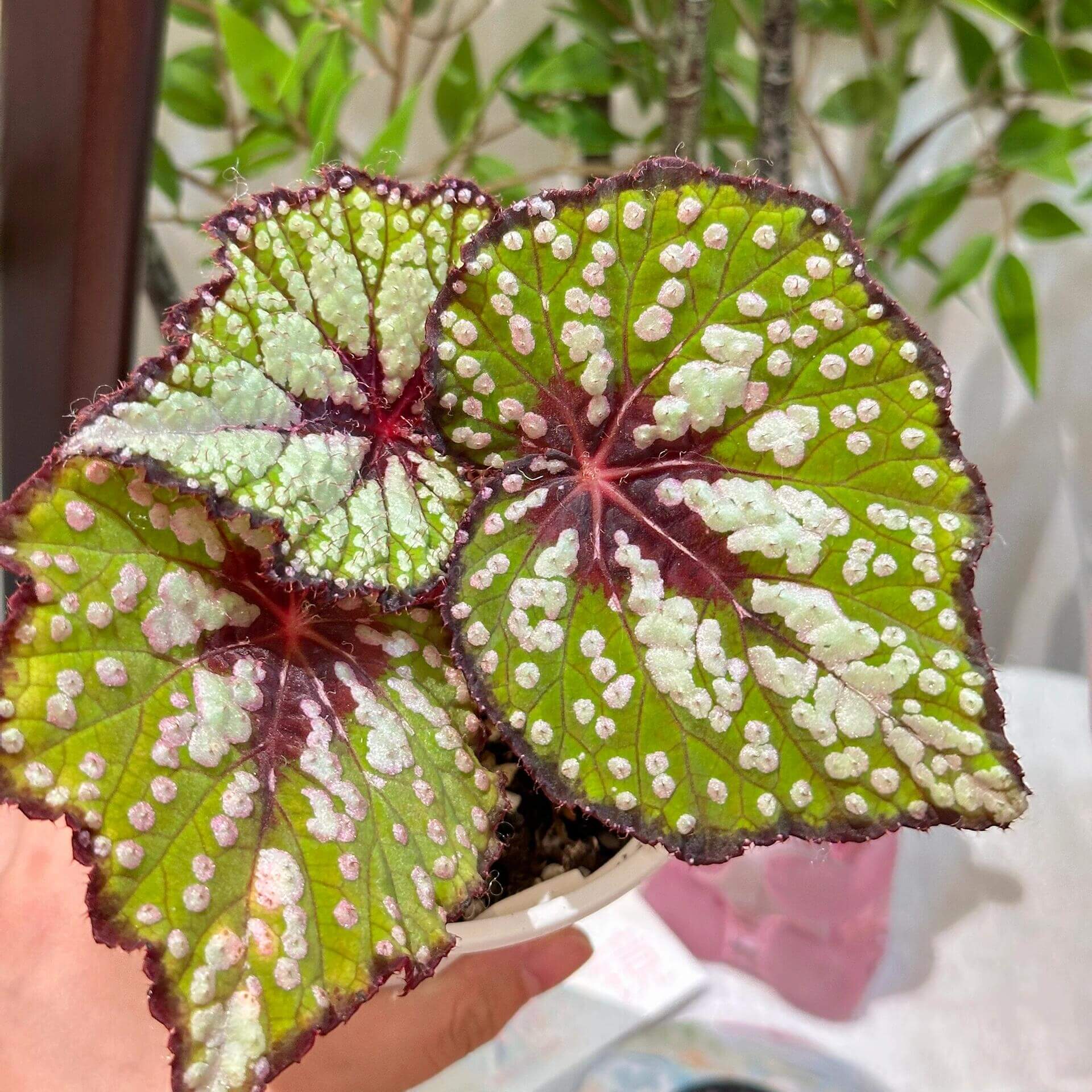 Begonia ‘Peppermint’ is prized for its vividly patterned foliage. The deep green leaves are speckled with white, pink, and rose-red spots, creating a lively, candy-like appearance. The veins, leaf center, and margins are suffused with a rich wine-red tone, adding depth and contrast. Under lower light conditions, the foliage may develop subtle bluish undertones.
