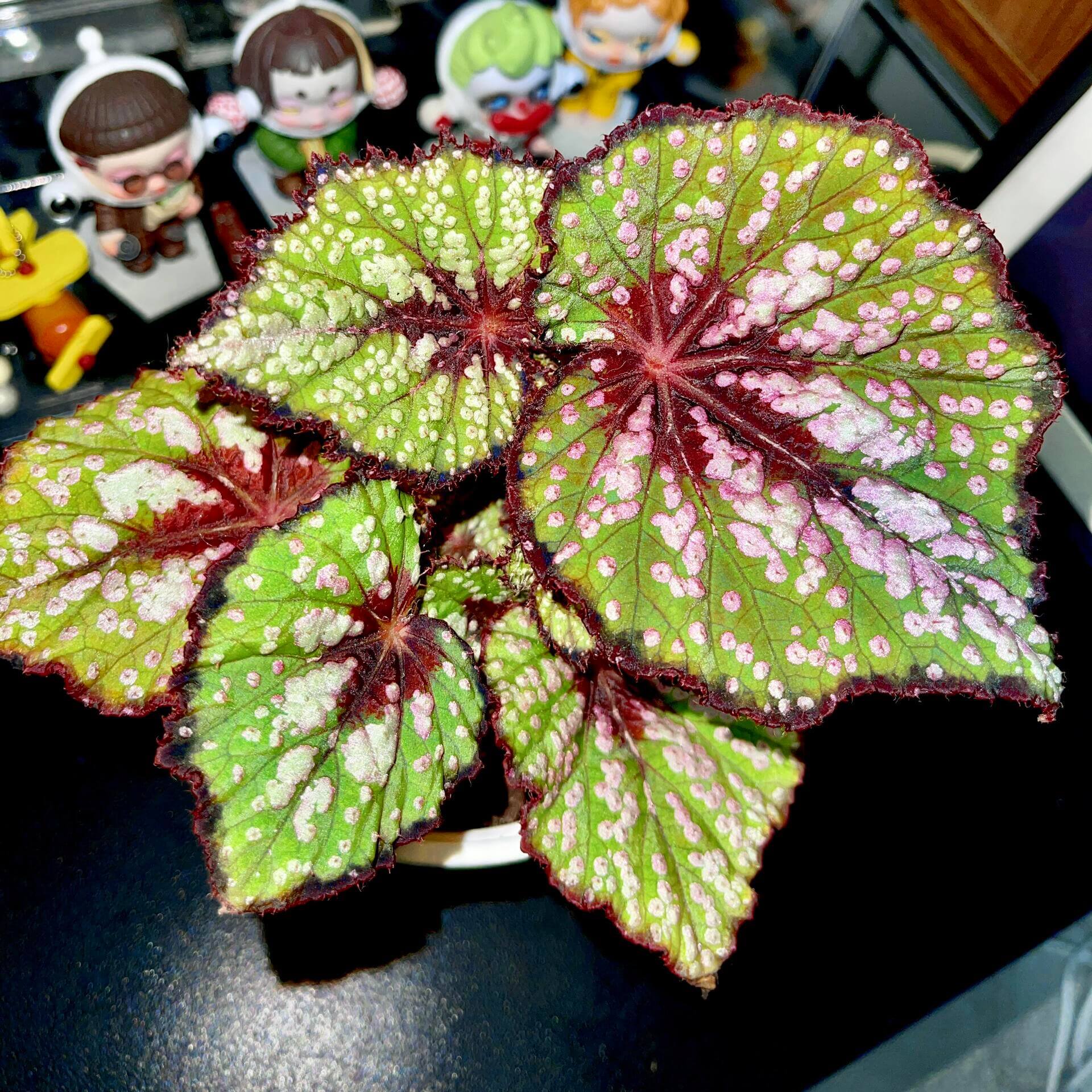 Begonia ‘Peppermint’ is prized for its vividly patterned foliage. The deep green leaves are speckled with white, pink, and rose-red spots, creating a lively, candy-like appearance. The veins, leaf center, and margins are suffused with a rich wine-red tone, adding depth and contrast. Under lower light conditions, the foliage may develop subtle bluish undertones.