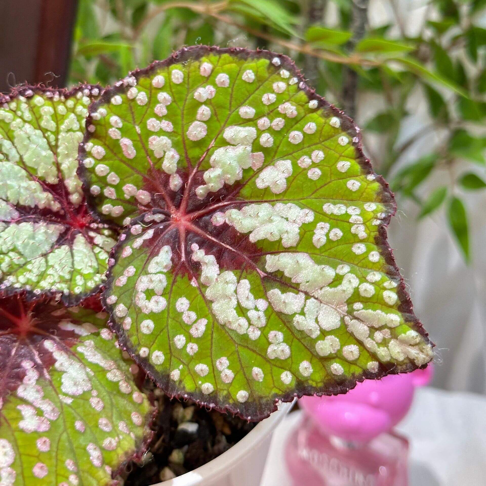 Begonia ‘Peppermint’ is prized for its vividly patterned foliage. The deep green leaves are speckled with white, pink, and rose-red spots, creating a lively, candy-like appearance. The veins, leaf center, and margins are suffused with a rich wine-red tone, adding depth and contrast. Under lower light conditions, the foliage may develop subtle bluish undertones.