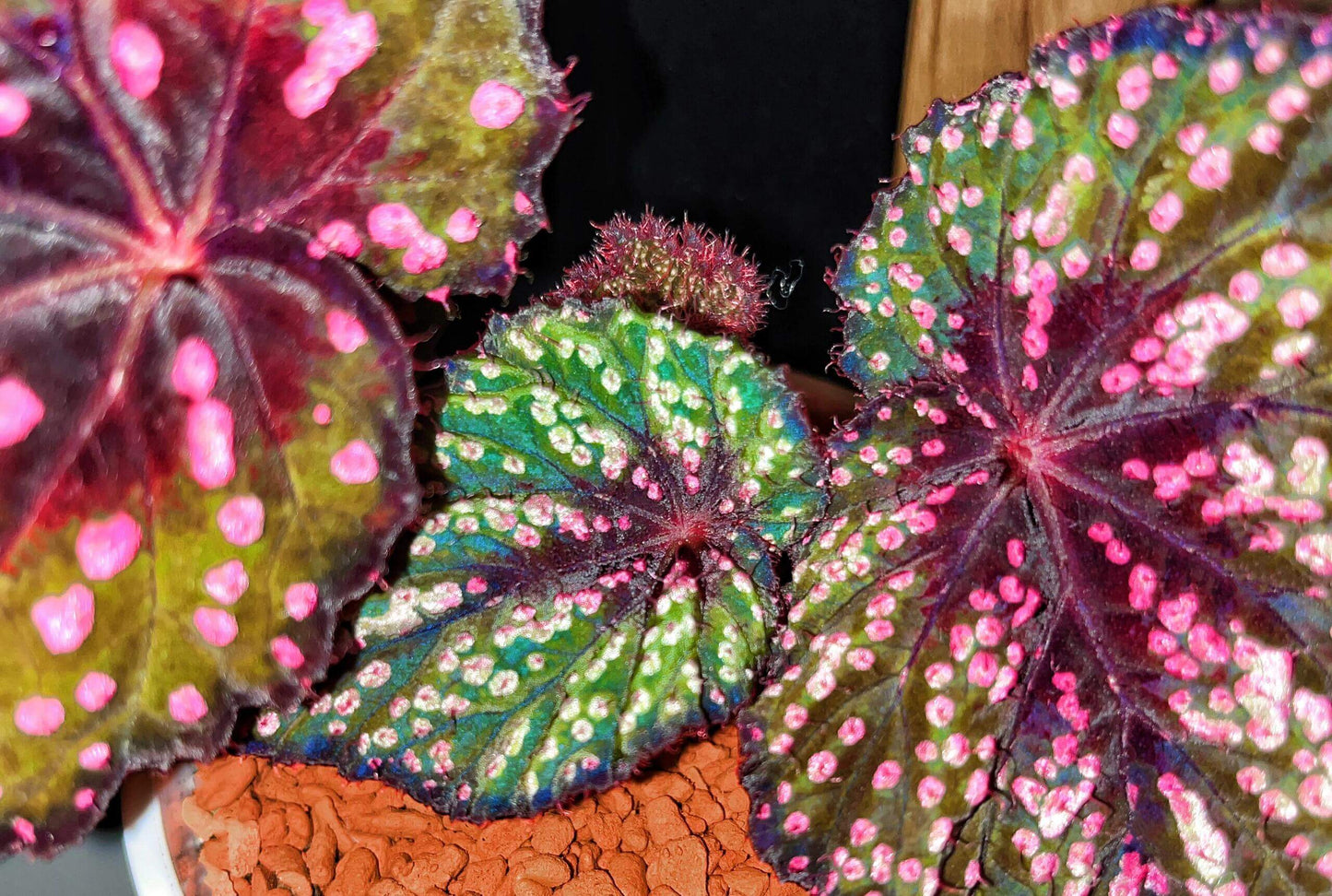 Begonia ‘Peppermint’ is prized for its vividly patterned foliage. The deep green leaves are speckled with white, pink, and rose-red spots, creating a lively, candy-like appearance. The veins, leaf center, and margins are suffused with a rich wine-red tone, adding depth and contrast. Under lower light conditions, the foliage may develop subtle bluish undertones.