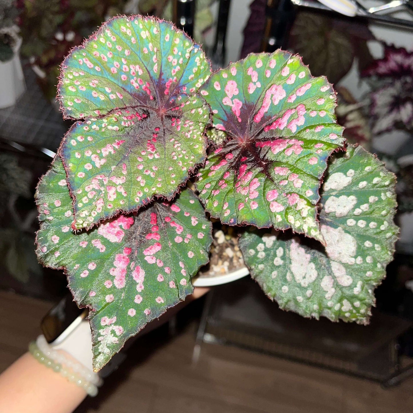 Begonia ‘Peppermint’ is prized for its vividly patterned foliage. The deep green leaves are speckled with white, pink, and rose-red spots, creating a lively, candy-like appearance. The veins, leaf center, and margins are suffused with a rich wine-red tone, adding depth and contrast. Under lower light conditions, the foliage may develop subtle bluish undertones.