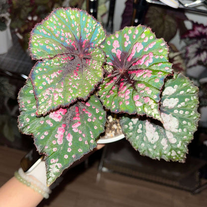 Begonia ‘Peppermint’ is prized for its vividly patterned foliage. The deep green leaves are speckled with white, pink, and rose-red spots, creating a lively, candy-like appearance. The veins, leaf center, and margins are suffused with a rich wine-red tone, adding depth and contrast. Under lower light conditions, the foliage may develop subtle bluish undertones.