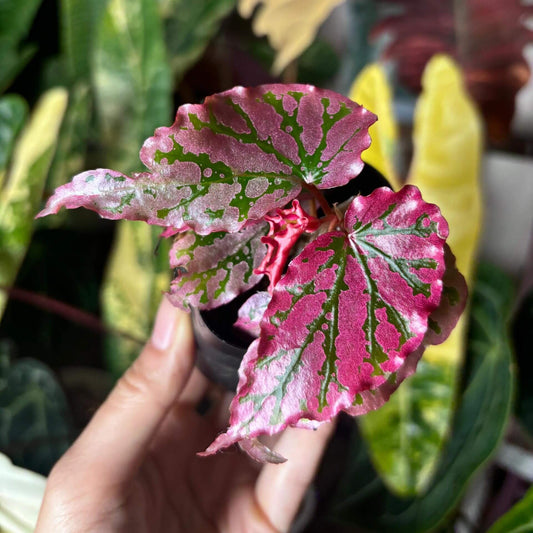 Begonia 'Pink Legacy' is an eye-catching hybrid begonia known for its stunning pink leaves, which feature vibrant green veins running through them. The soft pink color of the leaves is beautifully complemented by the green veins, creating a striking contrast. This begonia is perfect for experienced plant enthusiasts who can provide the right care.