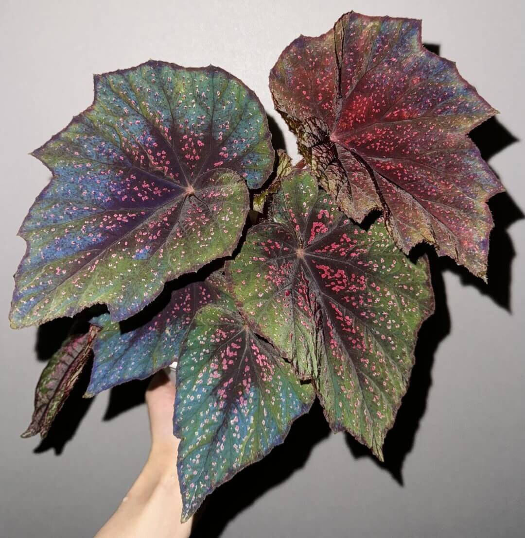 Begonia 'Pink Sally' is a hybrid begonia, with one of its parent species being Begonia edulis. Known for its vibrant and multi-colored foliage, this begonia displays a stunning array of hues. The new leaves emerge in a soft red tone, while the mature leaves have green edges and are dotted with white or pink spots, creating an eye-catching contrast. In low-light conditions, the leaves take on a beautiful blueish hue, making this begonia a versatile and visually captivating plant.