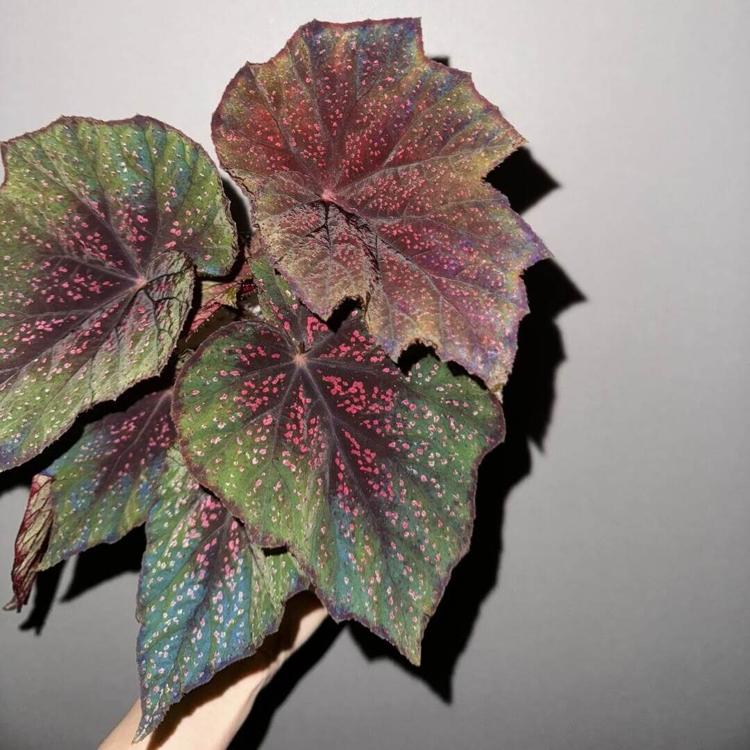 Begonia 'Pink Sally' is a hybrid begonia, with one of its parent species being Begonia edulis. Known for its vibrant and multi-colored foliage, this begonia displays a stunning array of hues. The new leaves emerge in a soft red tone, while the mature leaves have green edges and are dotted with white or pink spots, creating an eye-catching contrast. In low-light conditions, the leaves take on a beautiful blueish hue, making this begonia a versatile and visually captivating plant.