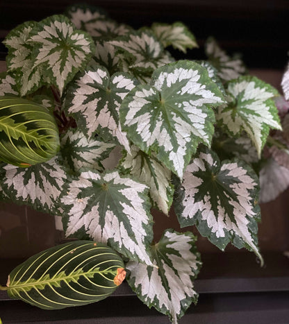 Begonia Plant Bird is an eye-catching foliage begonia featuring broad, maple-leaf-like leaves with a striking two-tone pattern. Each leaf presents a vivid contrast between its silvery, light-reflective center and deep emerald-green margins, forming a dramatic radial pattern that looks almost hand-painted. The silvery surface can also reflect cool-toned light, creating a subtle blue sheen when viewed from certain angles.
