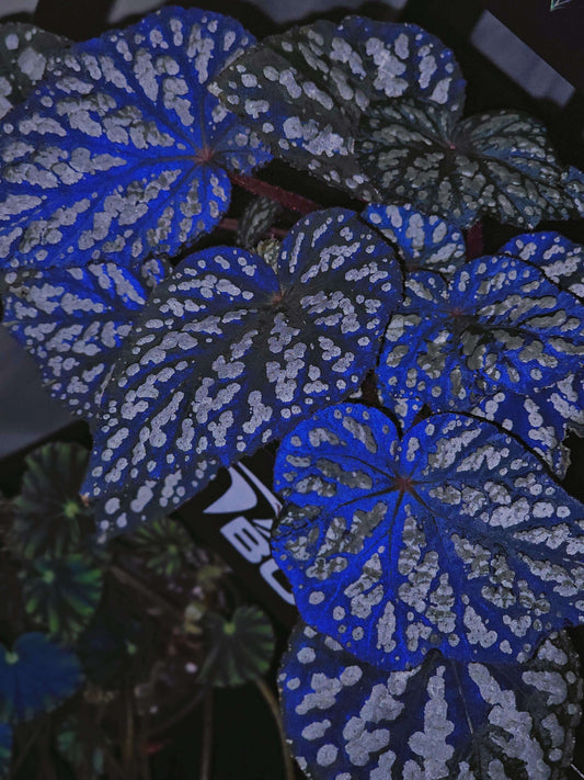 Begonia ‘Queen Elizabeth’ is a hybrid begonia distinguished by its striking foliage. The leaves are deep green with prominent silver-white markings that create a dramatic contrast. Under low light or camera flash, the foliage reveals an enchanting bluish iridescence, giving the plant a mysterious, almost magical glow.