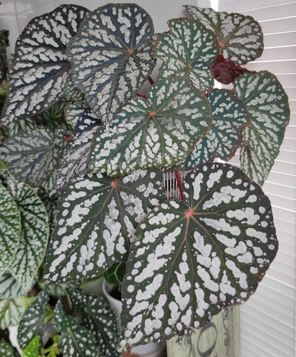 Begonia ‘Queen Elizabeth’ is a hybrid begonia distinguished by its striking foliage. The leaves are deep green with prominent silver-white markings that create a dramatic contrast. Under low light or camera flash, the foliage reveals an enchanting bluish iridescence, giving the plant a mysterious, almost magical glow.