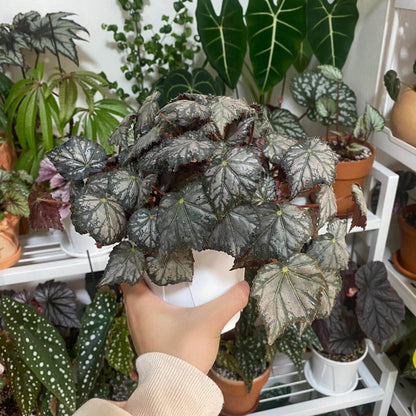 Begonia 'Queen Olympus' is an extraordinary begonia with eye-catching foliage and vibrant blooms. Known for its rich colors and striking patterns, this plant is perfect for those looking to add a touch of elegance to their home or office space.