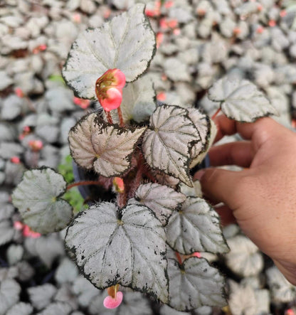 Begonia 'Queen Olympus' is an extraordinary begonia with eye-catching foliage and vibrant blooms. Known for its rich colors and striking patterns, this plant is perfect for those looking to add a touch of elegance to their home or office space.