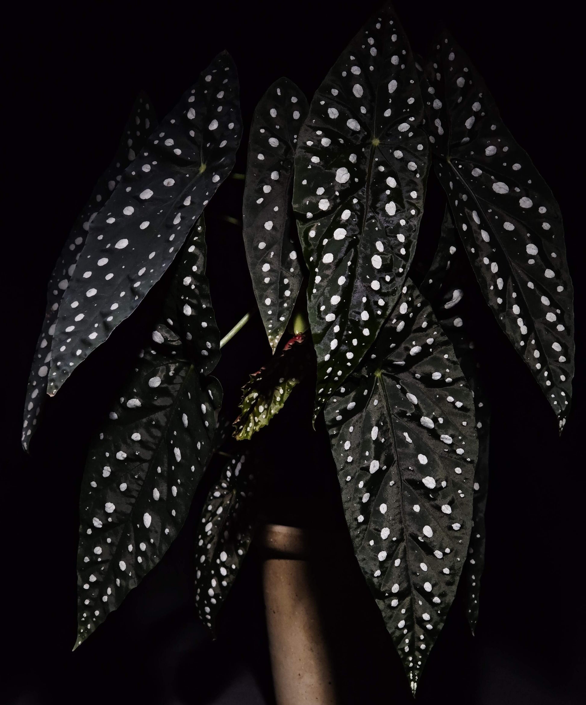 Begonia ‘Sierra Mountain King’ is a cane-like hybrid between Begonia maculata and Begonia lubbersii, forming a vigorous, upright bush. Its elongated angel-wing leaves are dark green with prominent silvery spots and reddish undersides.